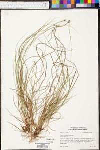 Carex bushii image