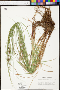 Carex buxbaumii image