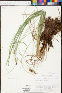 Carex buxbaumii image