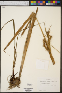 Carex gigantea image