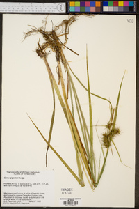 Carex gigantea image