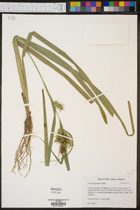 Carex gigantea image