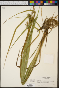 Carex gigantea image