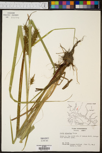 Carex gigantea image