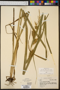 Carex gigantea image