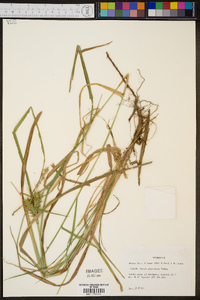 Carex gigantea image