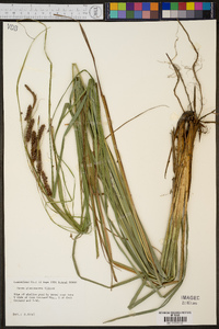 Carex glaucescens image