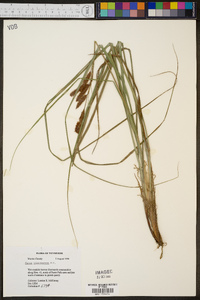 Carex glaucescens image