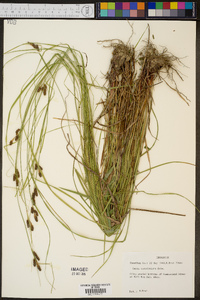 Carex caroliniana image