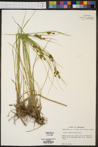 Carex caroliniana image