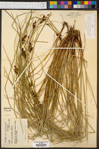 Carex caroliniana image