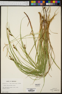 Carex caroliniana image