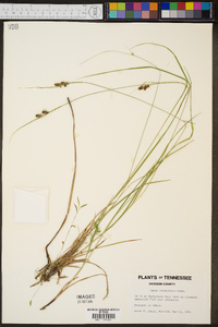 Carex caroliniana image