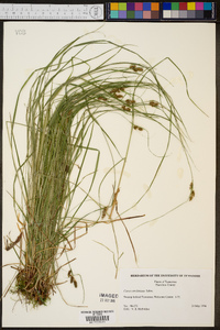 Carex caroliniana image