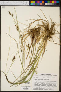 Carex caroliniana image