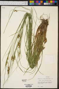 Carex caroliniana image