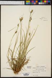 Carex caroliniana image