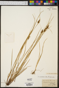 Carex caroliniana image