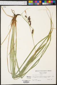 Carex joorii image