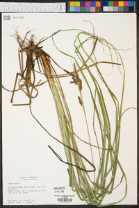 Carex joorii image