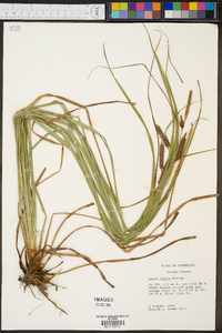 Carex joorii image