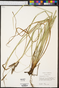 Carex joorii image