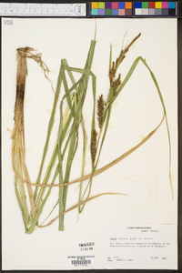 Carex lacustris var. lacustris image