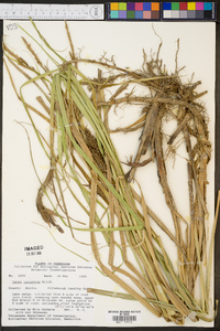 Carex lacustris image