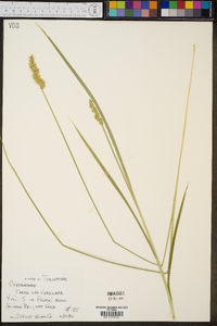 Carex laevivaginata image