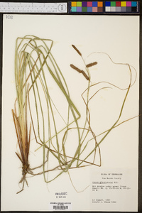 Carex glaucescens image