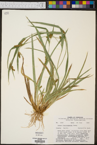 Carex flaccosperma image