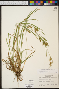 Carex flaccosperma image