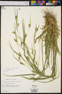 Carex flaccosperma image