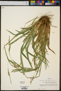 Carex flaccosperma image