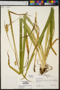 Carex folliculata image