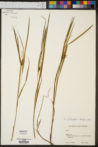 Carex folliculata image