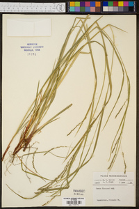 Carex flexuosa image