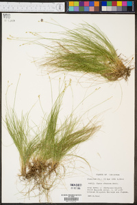 Carex eburnea image