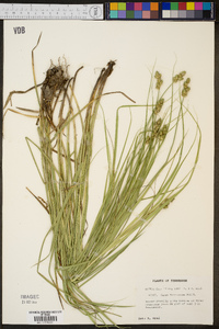 Carex festucacea image