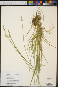 Carex festucacea image