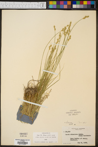 Carex festucacea image