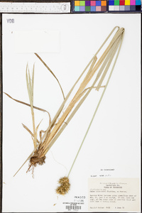 Carex crus-corvi image