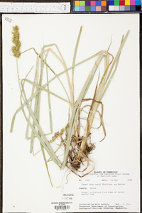 Carex crus-corvi image