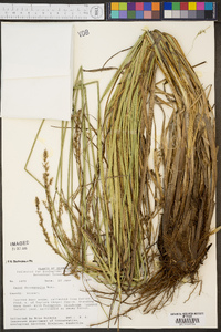 Carex decomposita image