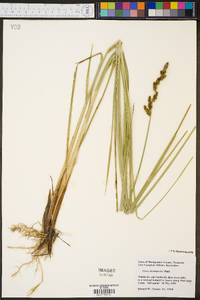 Carex decomposita image