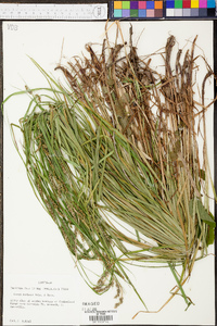 Carex davisii image