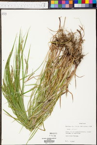 Carex davisii image