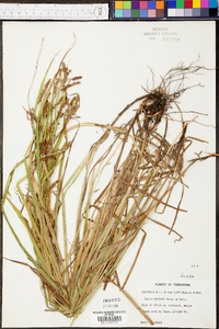 Carex davisii image