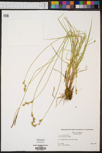 Carex festucacea image