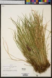 Carex jamesii image